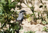 Southern Grey Shrike (Sydlig varfgel) Lanius meridionalis buryi