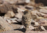 Blanfords Lark (Blanfordlrka) Calandrella blanfordi