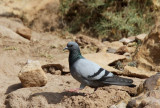 Rock Pigeon (Klippduva) Columba livia