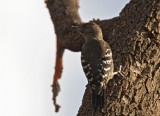 Arabian Woodpecker (Arabspett) Dendrocopos dorae