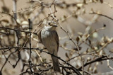 Spotted Flycatcher (Gr flugsnappare) Muscicapa striata