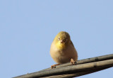 Abyssinian White-eye (Abyssinsk glasgonfgel)  Zosterops abyssinicus