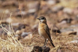 Bottas Wheatear (Svartpannad stenskvtta) Oenanthe bottae