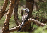 African Grey Hornbill (Afrikansk grtoko) Tockus nasutus