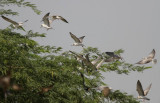 Whiskered Tern (Skäggtärna) Chlidonias hybridus