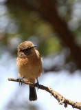 Common Stonechat (Svarthakad buskskvtta) Saxicola torquatus felix