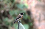 Common Stonechat (Svarthakad buskskvtta) Saxicola torquatus felix