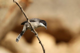 Arabian Warbler (Arabisk sngare) Sylvia leucomelaena