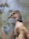 African Collared Dove ( Skrattduva) Streptopelia roseogrisea