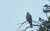 Red-eyed Dove (Rödögd duva) Streptopelia semitorquata