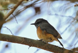 Little Rock-Thrush (Dvrgstentrast) Monticola rufocinereus