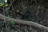 Black Scrub-Robin (Svart trdnktergal) Cercotrichas podobe
