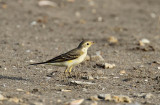 Yellow Wagtail (Gulärla) Motacilla flava