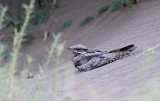 Eurasian Nightjar (Nattskrra) Caprimulgus europeus
