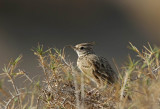 Crested Lark (Tofslärka) Galerida cristata