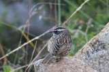 Arabian Accentor (Jemenjärnsparv) Prunella fagani
