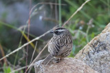 Arabian Accentor (Jemenjrnsparv) Prunella fagani