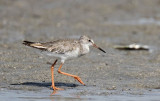 Redshank (Rödbena) Tringa totanus