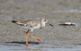 Redshank (Rdbena) Tringa totanus