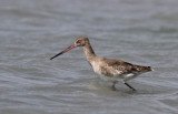 Black-tailed Godwit (Rödspov) Limosa limosa