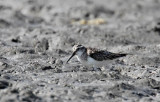 Broad-billed Sandpiper (Myrsnäppa) Limicola falcinellus