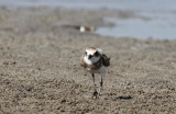 Greater Sand Plover (Ökenpipare) Charadrius leschenaultii