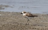 Greater Sand Plover (kenpipare) Charadrius leschenaultii