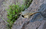 Long-billed Pipit (Lngnbbad piplrka) Anthus similis