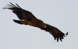 Steppe Eagle (Stpprn) Aquila nipalensis