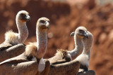 Griffon Vulture (Gsgam) Gyps fulvus