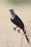 Somali Starling (Somaliglansstare)  Onychognathus blythii