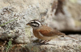 Socotra Bunting (Granitsparv) Emberiza socotrana