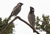 Socotra Golden-winged Grosbeak  ( Guldvingad fink) Rhynchostruthus socotranus