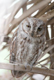 Socotra Scops Owl (Sokotradvrguv) Otus sunia/socotranus