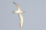 Great Crested Tern (Tofstrna) Sterna bergii