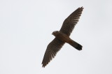 Common Kestrel (Tornfalk) Falco tinnunculus
