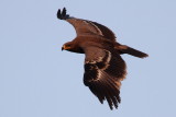 Steppe Eagle (Stäppörn) Aquila nipalensis