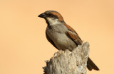 Socotra Sparrow (Sokotrasparv) Passer insularis