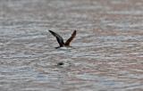 Persian Shearwater (Persisk lira) Puffinus persicus