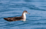 Persian Shearwater (Persisk lira) Puffinus persicus