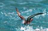Persian Shearwater (Persisk lira) Puffinus persicus