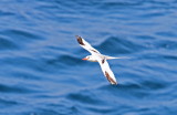 Red-billed Tropicbird (Rdnbbad tropikfgel) Phaethon aethereus