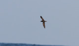 Jouanins Petrel (Arabpetrell) Bulweria fallax