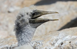 Masked  Booby (Masksula) Sula dactylatra