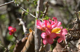 Desert Rose Hamam Gearref