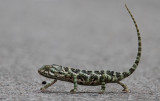  Socotran chameleon (Chamaeleo monachus)