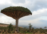 Nature and life on Socotra