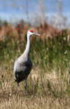 Sandhill Crane (Prrietrana) Grus canadensis