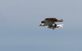 Osprey (Fiskgjuse)  Pandion haliaetus