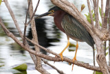 Green Heron (Butorides virescens)